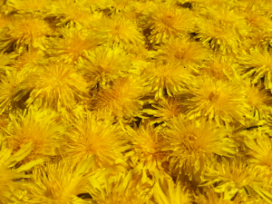 récolte de fleurs de pissenlit