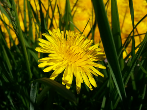 fleur de pissenlit